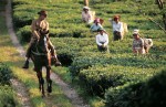 Photo d’illustration du reportage Un thé à Darjeeling.